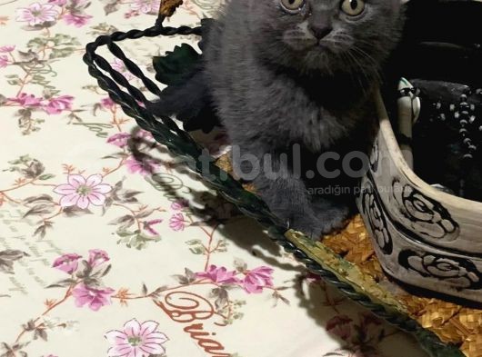 Gri Scothis Briths Acil Çok Uygun Yeni Yuvalarına Verilecektir görsel
