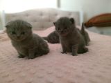 Son Kalan Dişi Scotich Shorthair