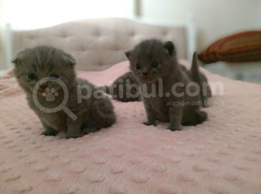 Son Kalan Dişi Scotich Shorthair görsel