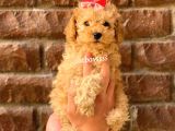 Irk Ve Sağlık Garantili Apricot Toy Poodle Yavrular