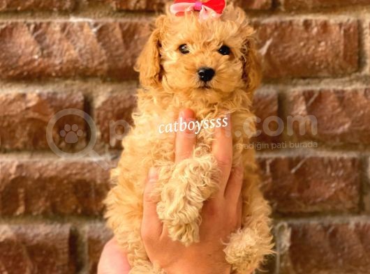 Irk Ve Sağlık Garantili Apricot Toy Poodle Yavrular görsel