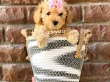 Safkan Apricot Toy Poodle Yavrular