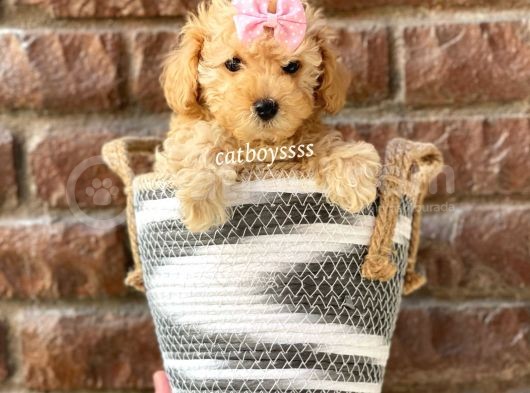 Safkan Apricot Toy Poodle Yavrular