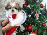Irk Ve Sağlık Garantili Shih Tzu Yavrular