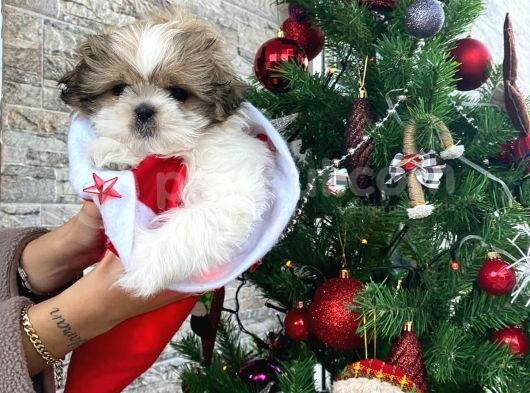 Irk Ve Sağlık Garantili Shih Tzu Yavrular görsel