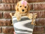 Safkan Apricot Toy Poodle Yavrular