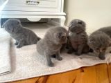 Son Kalan Dişi Scotich Shorthair