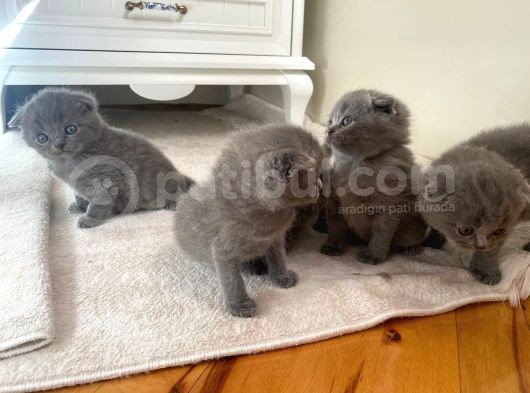 Son Kalan Dişi Scotich Shorthair görsel
