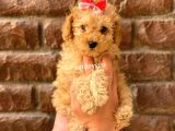 Irk Ve Sağlık Garantili Apricot Toy Poodle Yavrular