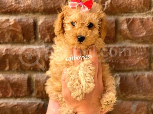 Irk Ve Sağlık Garantili Apricot Toy Poodle Yavrular görsel