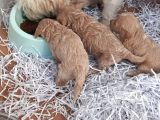 Irk Ve Sağlık Garantili Shih Tzu Yavrular