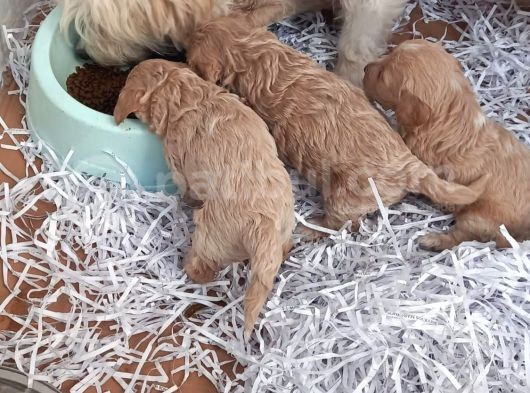 Irk Ve Sağlık Garantili Shih Tzu Yavrular