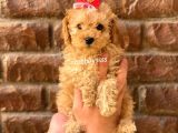 Irk Ve Sağlık Garantili Apricot Toy Poodle Yavrular
