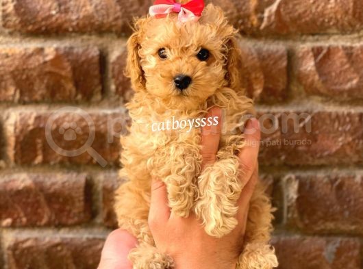Irk Ve Sağlık Garantili Apricot Toy Poodle Yavrular