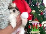 Irk Ve Sağlık Garantili Shih Tzu Yavrular