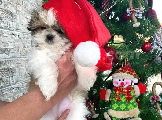 Irk Ve Sağlık Garantili Shih Tzu Yavrular görsel