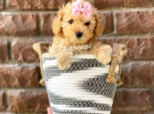 Safkan Apricot Toy Poodle Yavrular görsel