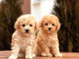 Toy Poodle Yavrular