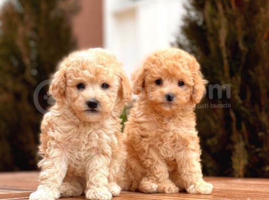 Toy Poodle Yavrular görsel