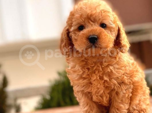 Toy Poodle Yavrular