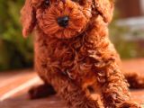 Toy Poodle Yavrular