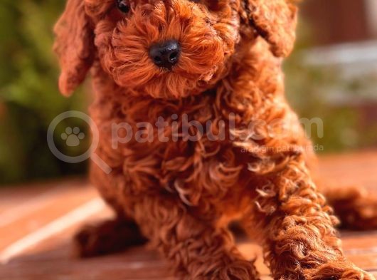 Toy Poodle Yavrular görsel