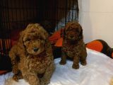 Toy Poodle Yavrular