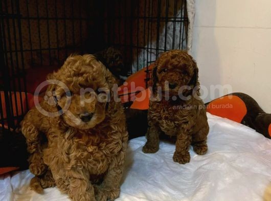 Toy Poodle Yavrular görsel