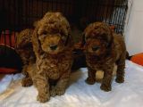 Toy Poodle Yavrular