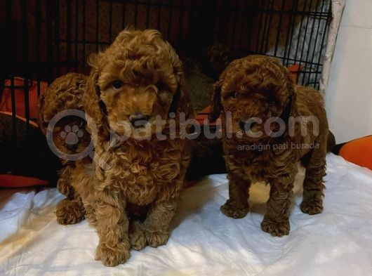 Toy Poodle Yavrular görsel