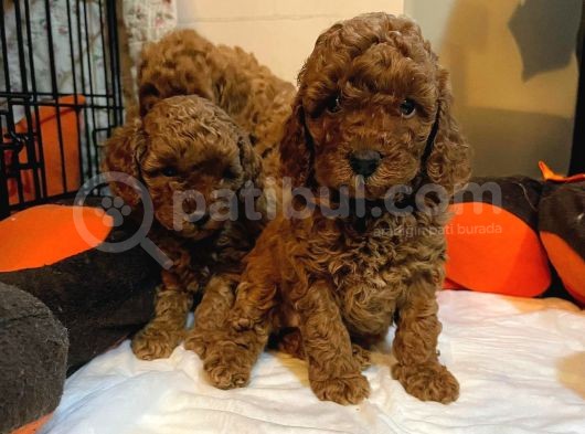 Toy Poodle Yavrular görsel