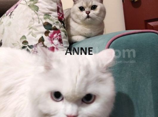 Ücretli Sahiplendirme görsel