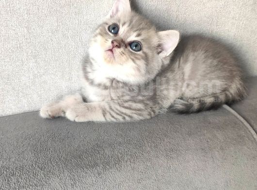 Sağlıklı Neşeli Yavrular görsel
