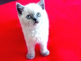 A Kali̇teli̇ Bri̇tish Shorthai̇r
