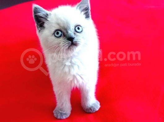 A Kali̇teli̇ Bri̇tish Shorthai̇r görsel