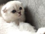2 Aylık Scottish Fold Yavrular