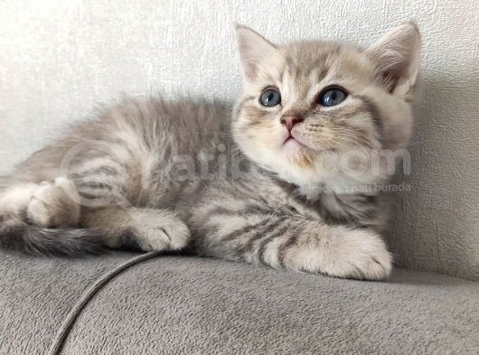 Sağlıklı Neşeli Yavrular görsel