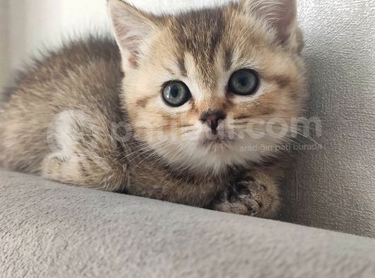 Sağlıklı Neşeli Yavrular görsel