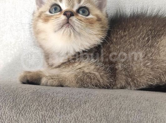 Sağlıklı Neşeli Yavrular görsel