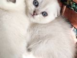 2 Aylık Scottish Fold Yavrular