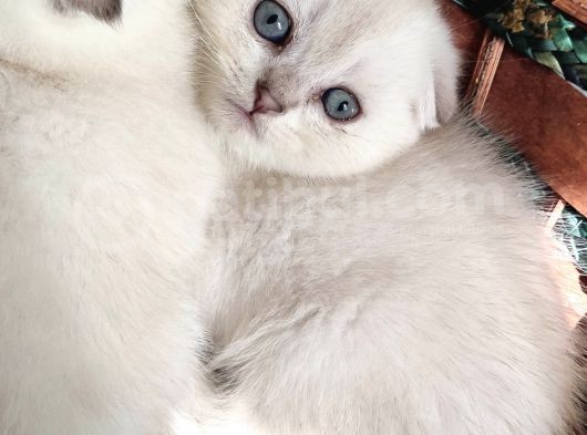2 Aylık Scottish Fold Yavrular görsel