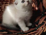 2 Aylık Scottish Fold Yavrular