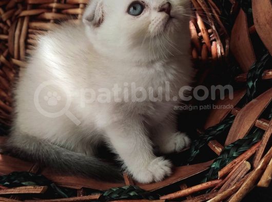 2 Aylık Scottish Fold Yavrular görsel