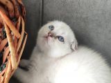 2 Aylık Scottish Fold Yavrular