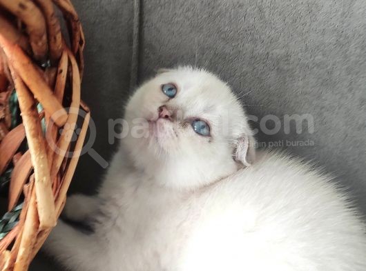 2 Aylık Scottish Fold Yavrular görsel