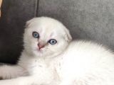 2 Aylık Scottish Fold Yavrular