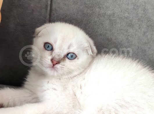 2 Aylık Scottish Fold Yavrular görsel