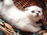 2 Aylık Scottish Fold Yavrular