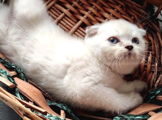 2 Aylık Scottish Fold Yavrular görsel