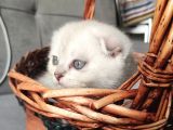 2 Aylık Scottish Fold Yavrular